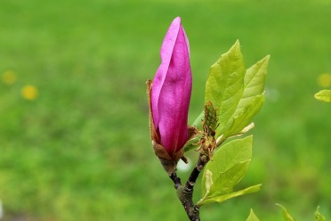 magnolia-3345318_640