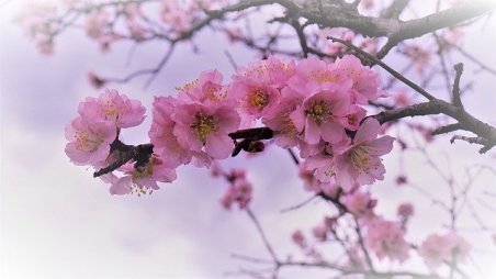 almond-flowers-4921354_640